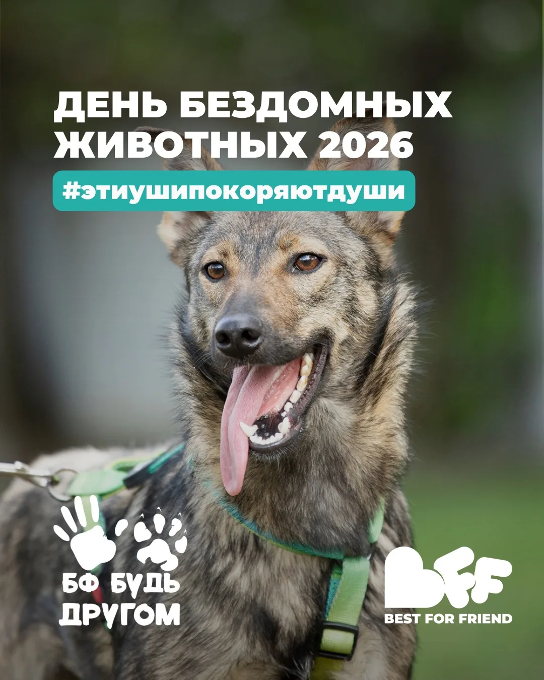 Сегодня весь мир отмечает День бездомных животных!