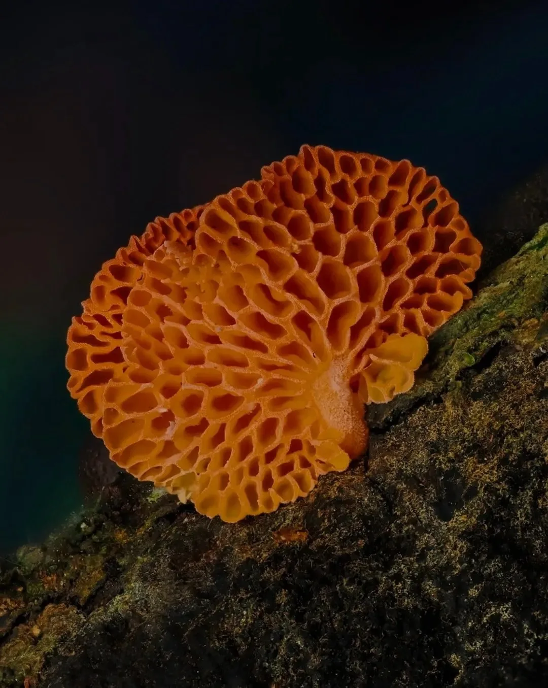 🧡 Знакомьтесь: Favolaschia calocera, он же Оранжевый Ping-Pong Bat (гриб-ракетка для п...