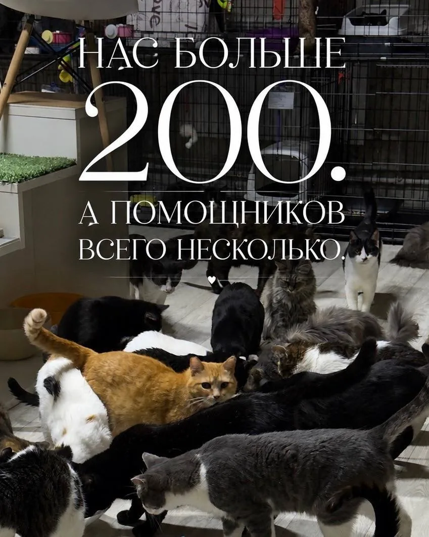 🥵 НАМ ОЧЕНЬ НУЖНЫ ПОМОЩНИКИ НА УБОРКУ

Каждый день у нас начинается одинаково: нужно убрать комнаты