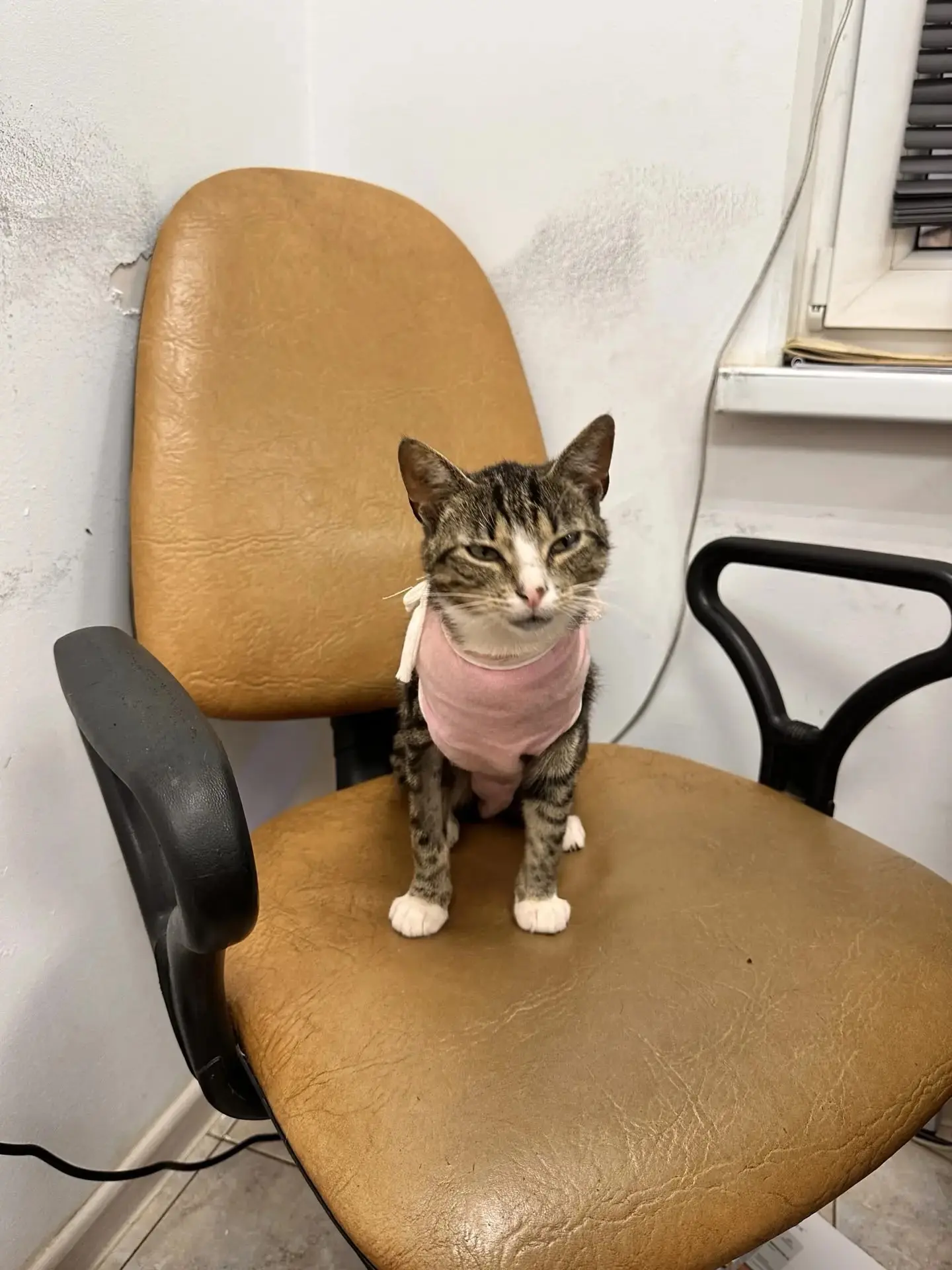 В добрые руки пристраивается  молоденькая кошечка🐈‍⬛ ...Кошечку подобрали возле магази...