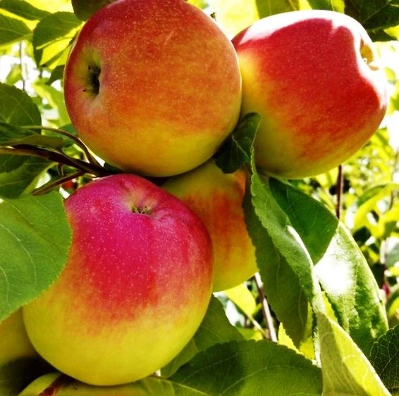 🍏Мечтательница!🍎
(яблоня летнего срока созревания)

Общая характеристика: 
• Тип дерева: среднерос