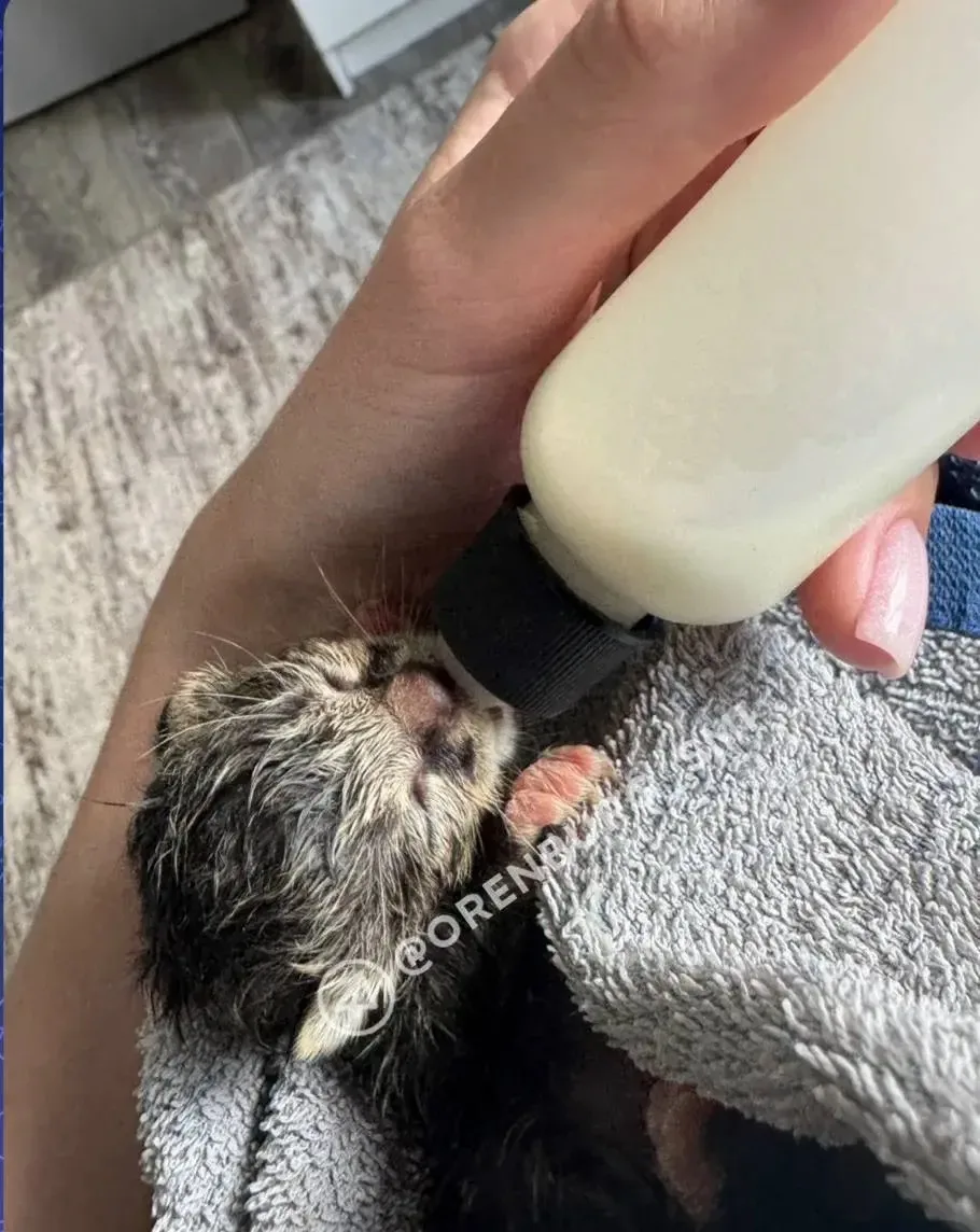 😱 Пенсионерка предлагала детям деньги за то, чтобы утопить котят в Оренбурге