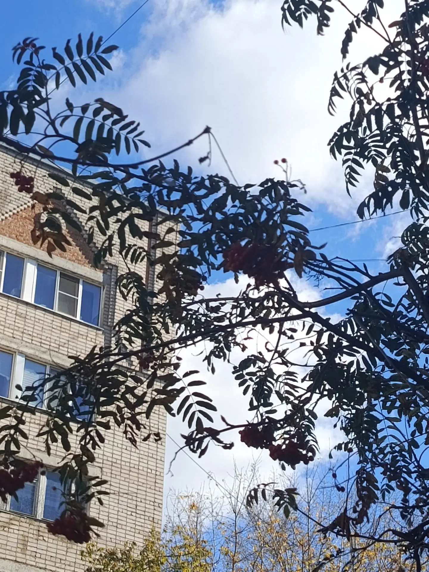 В Калуге перестали массово высаживать рябину
