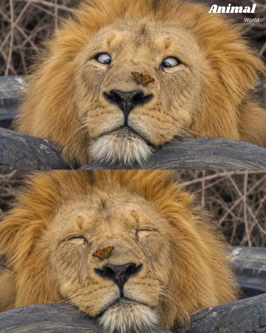 🦋🦁 Когда бабочка садится на Короля👀
