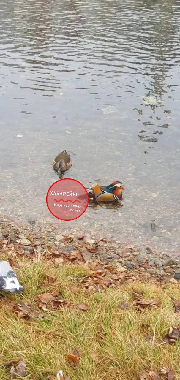 В Хабаровск на пруды прилетели утки-мандаринки  Но, судя по текущей погоде, гусеобразные ошиблись с 