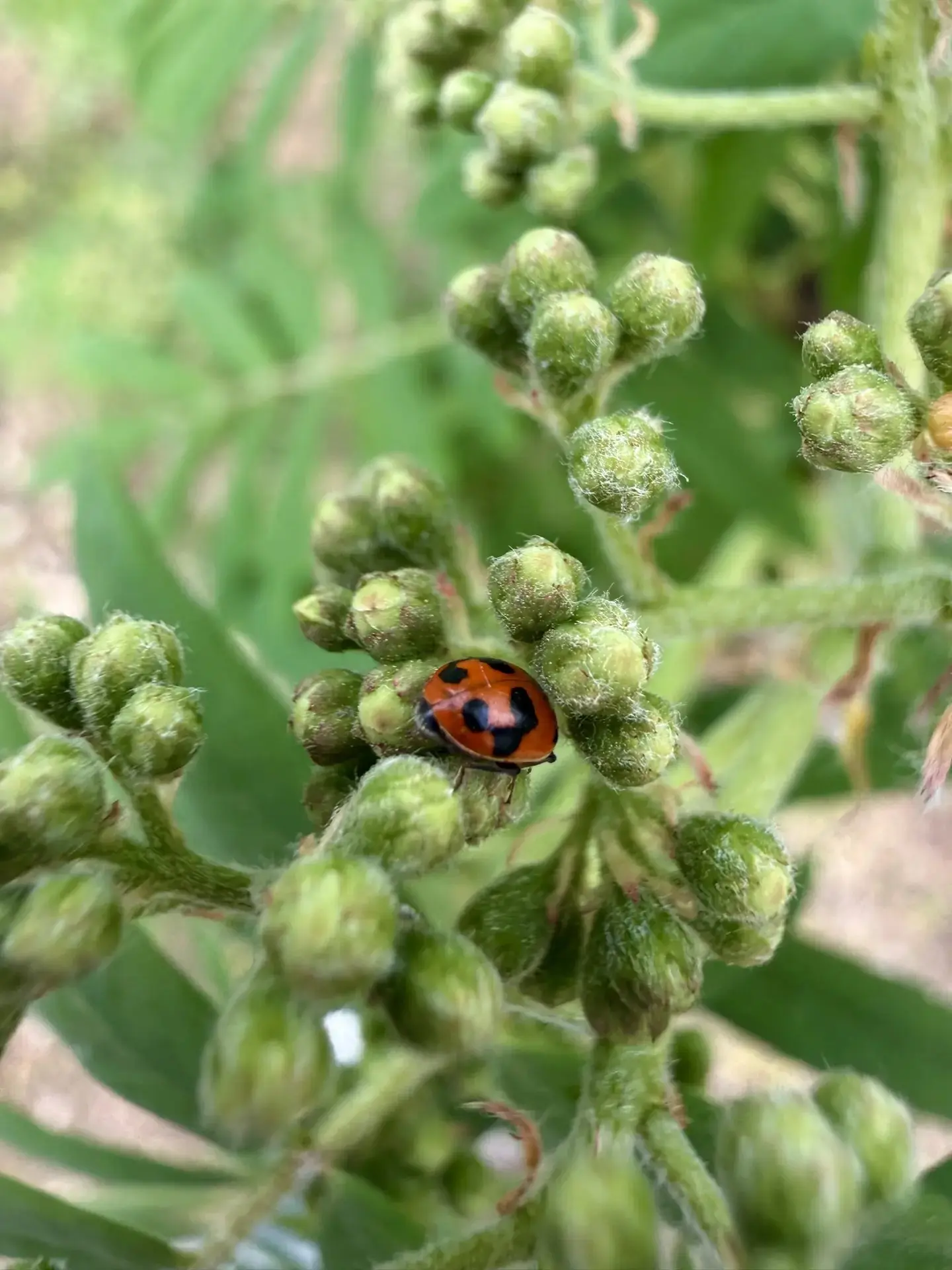 🐞Амурская область — цветущая: к флоре неожиданно присоединяется фауна   ▪️Б№1