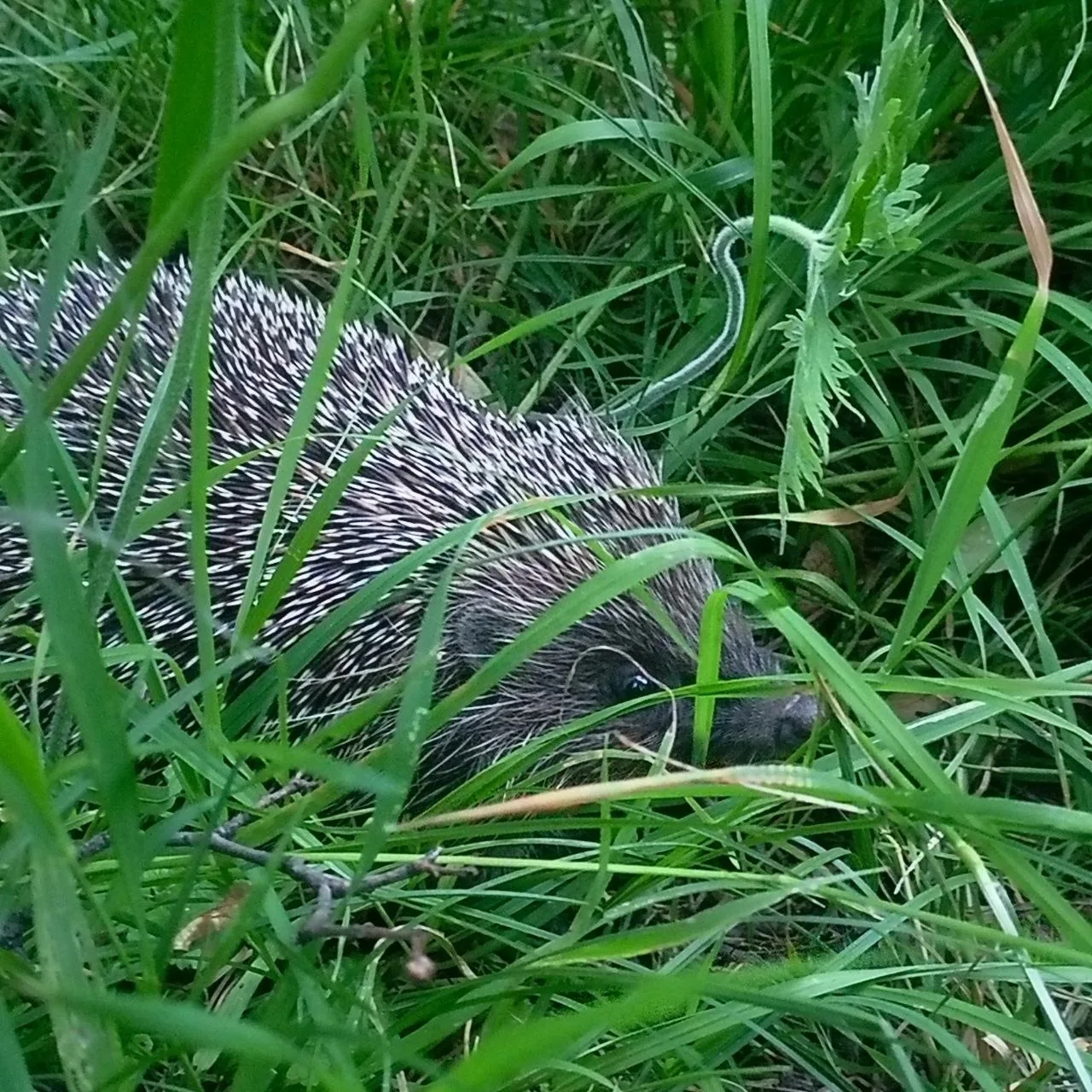 🦔 Вот такой красавчик бежит по своим делам по нашему парку

Орехово • Зябликово • Братеево | Москва