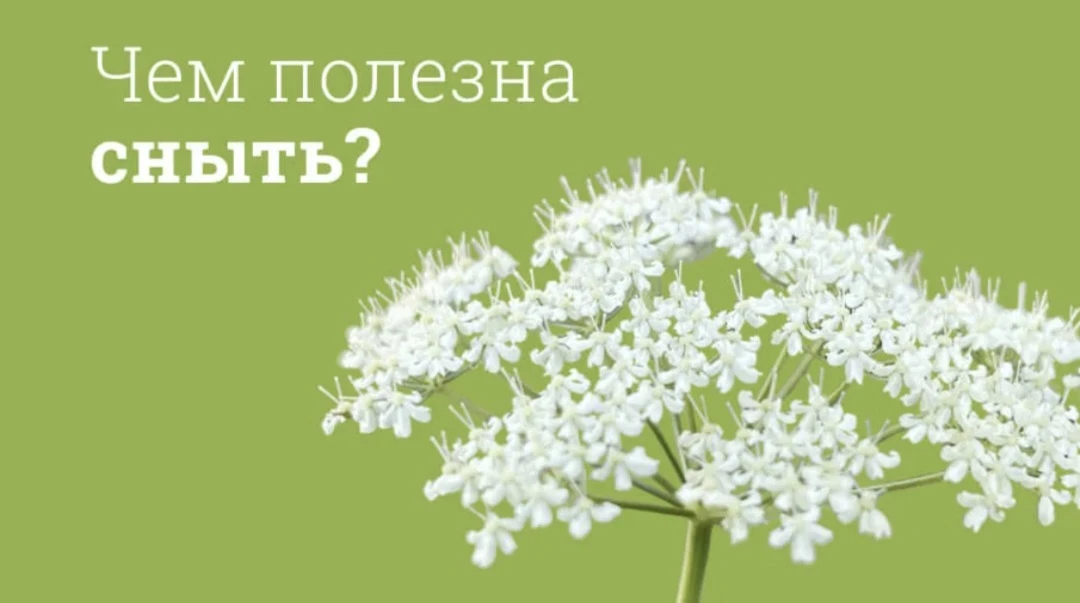 Сныть на Руси называли «снедью» — от слова «еда». Её заготавливали впрок, варили щи и даже использов