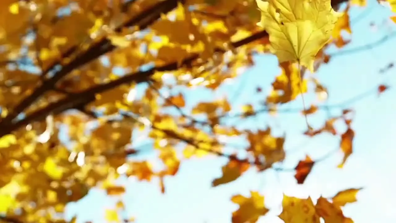 🎬 «Учителей любимые глаза…» ✨