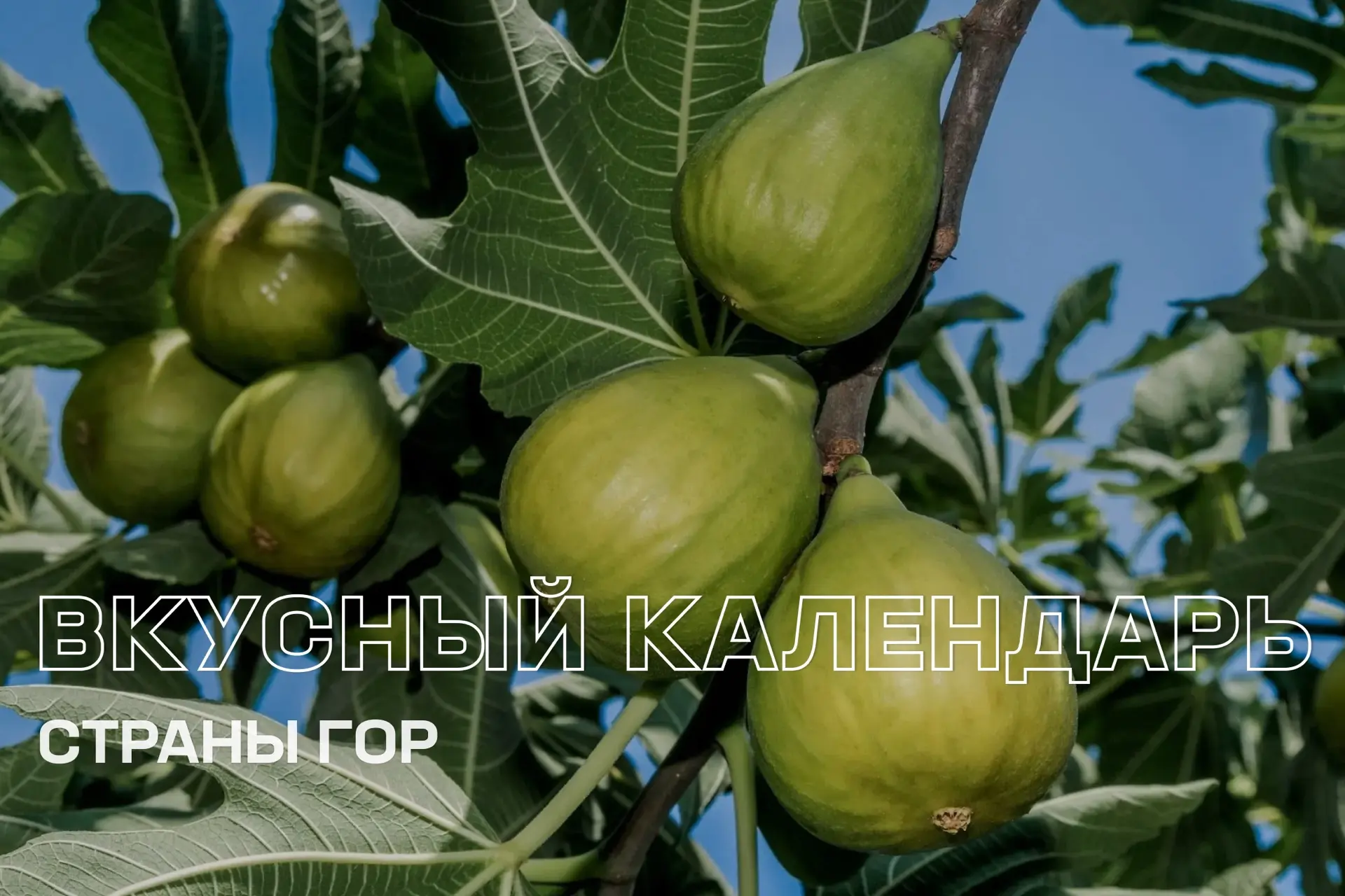 В Дагестан – наесться фруктов и ягод! 🍎