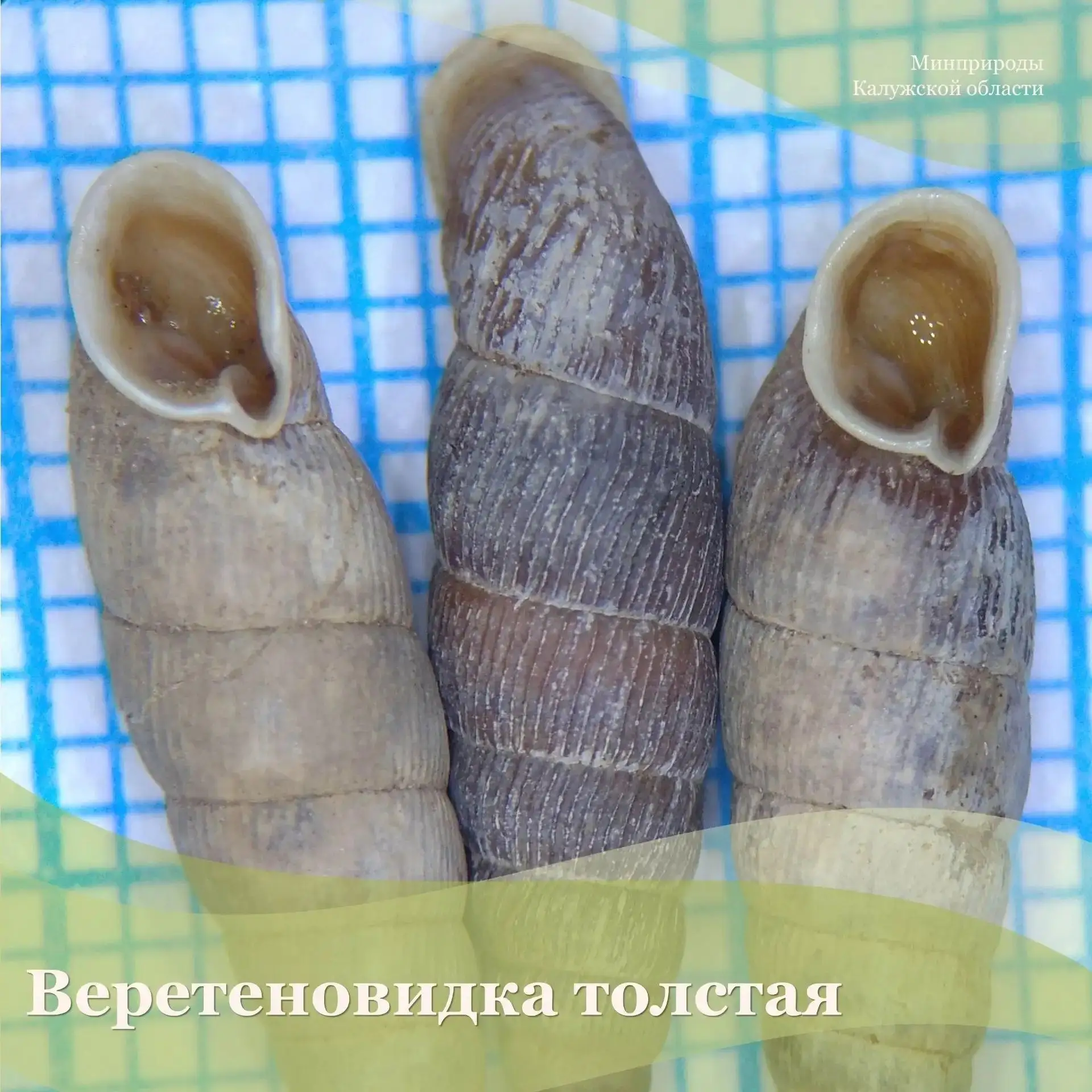 Среди беспозвоночных животных, которые войдут в новое издание региональной Красной книги, будет сраз