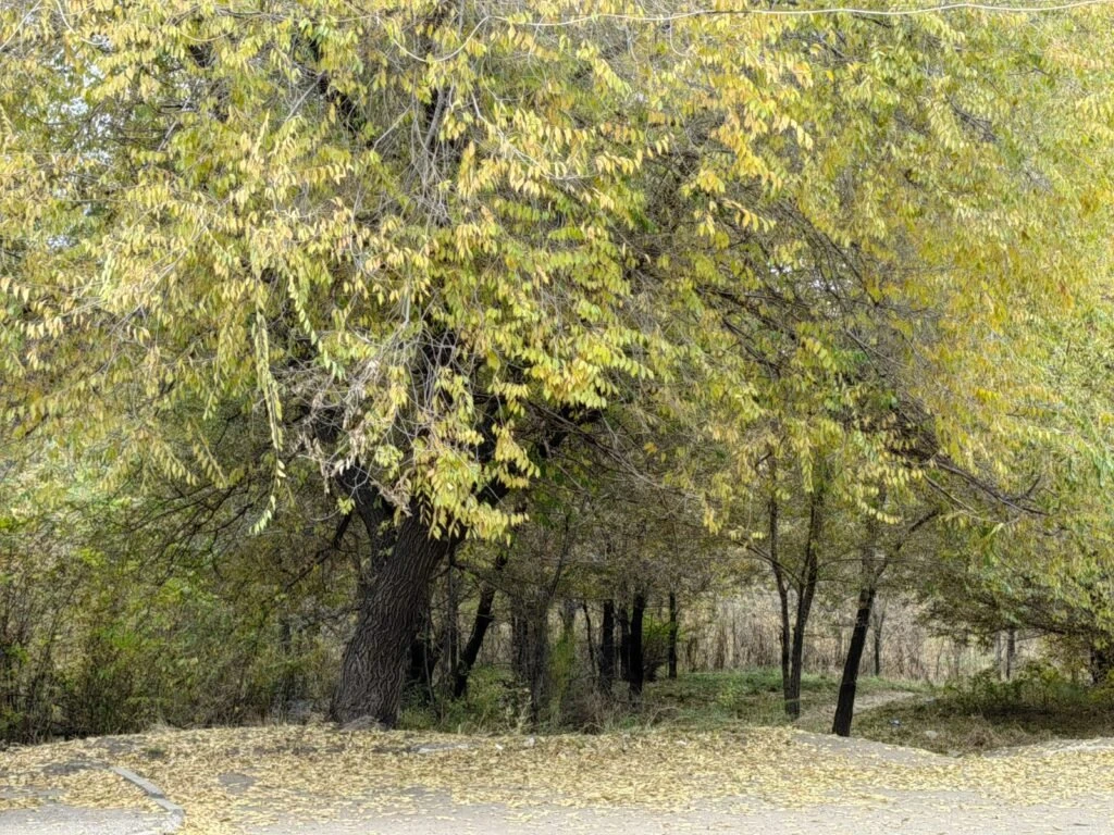 ☀️ Снова тепло: почти летние выходные в Алтайском крае и Рубцовске