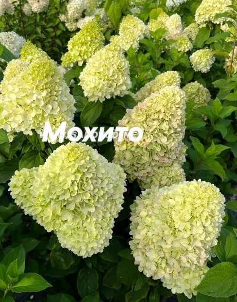 Мохито: коктейль из теней и свежести🍸🌿🌸

Среди строгих вертикалей сада эта компактная малышка рос