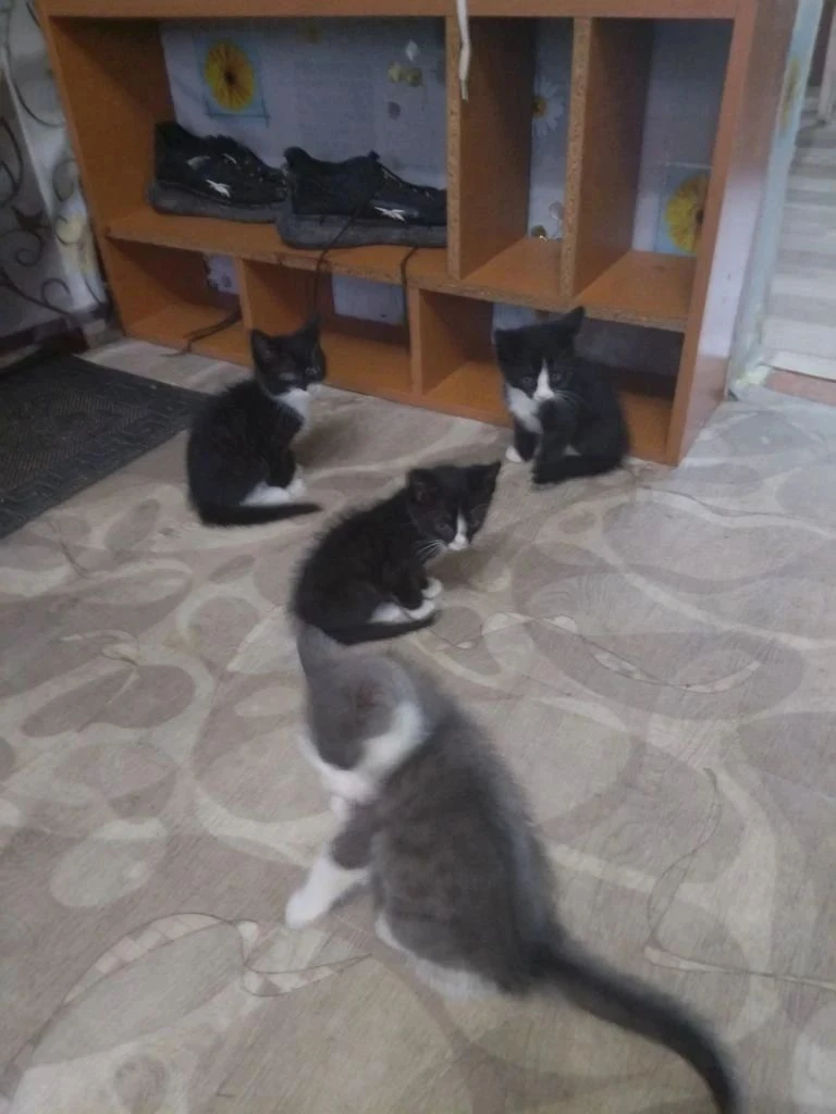 ОТДАМ

котят в добрые руки, возраст 2 мес.,чёрные котики, серая кошечка.
Тел. 89020684157.

#отдам