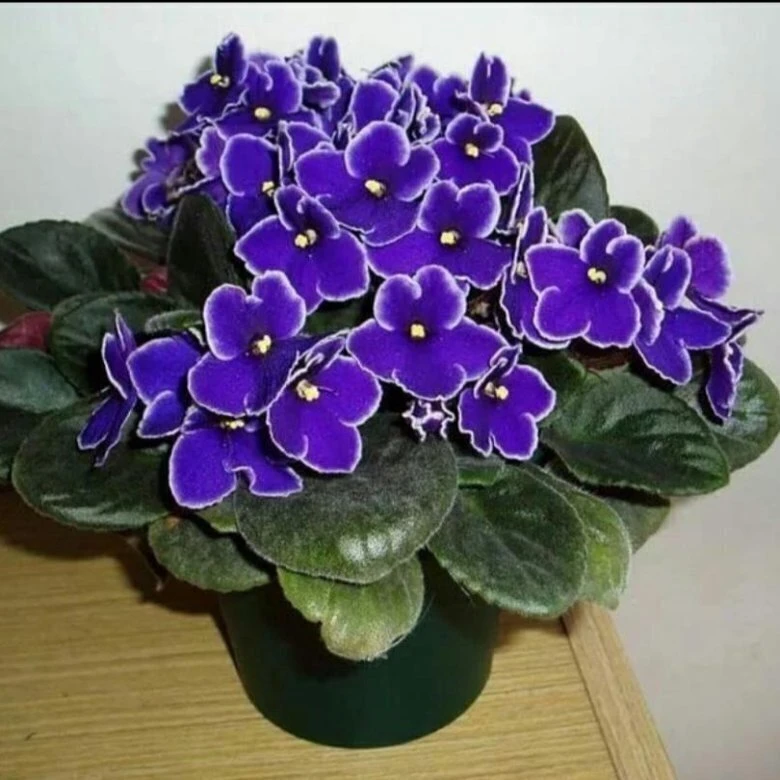 🌸 Сенполия — уютная и бархатистая красота для дома

Сенполия, известная как узамбарская фиалка (Str