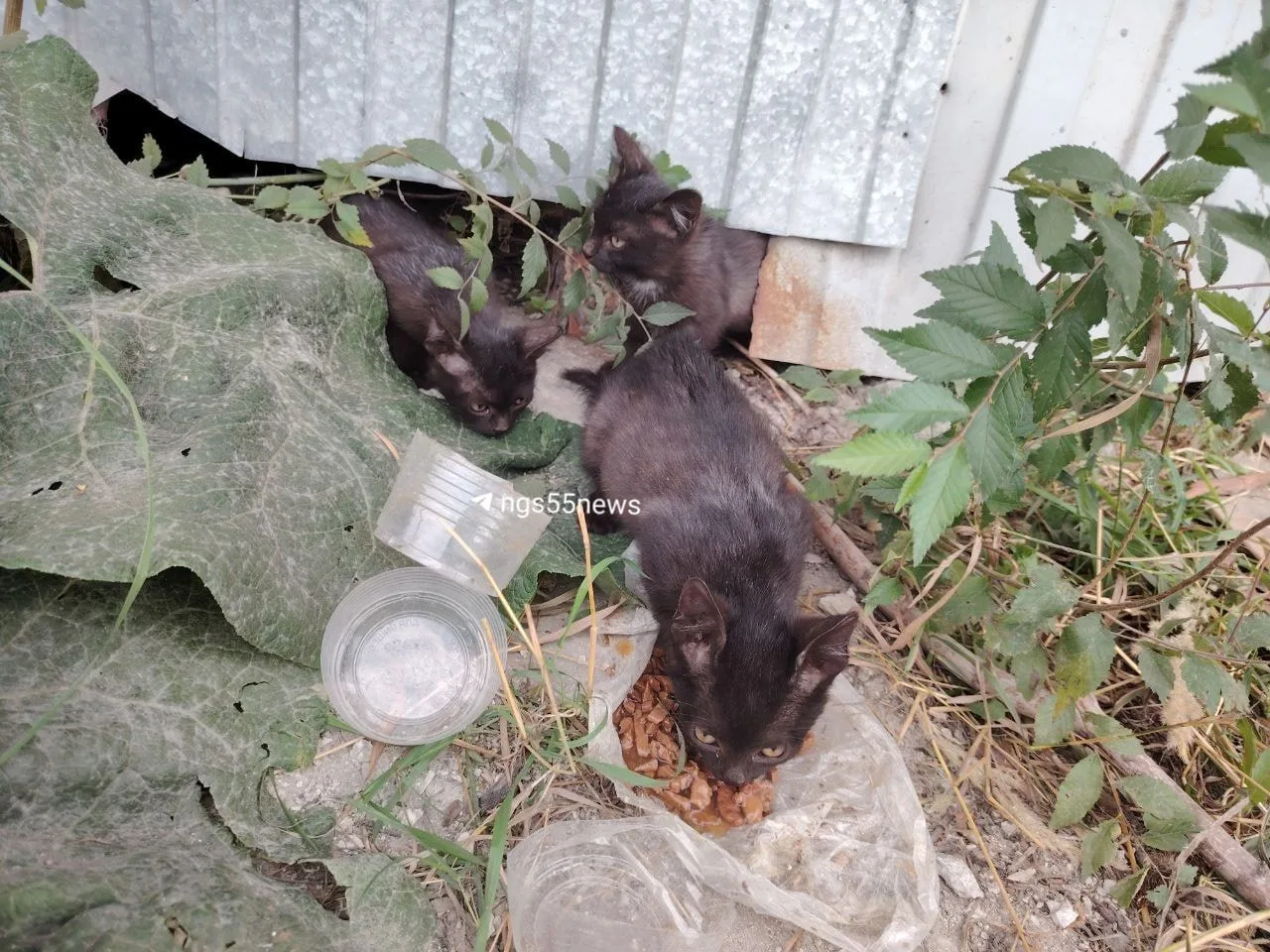 🥺 Какие хорошенькие, неужели они останутся на улице?