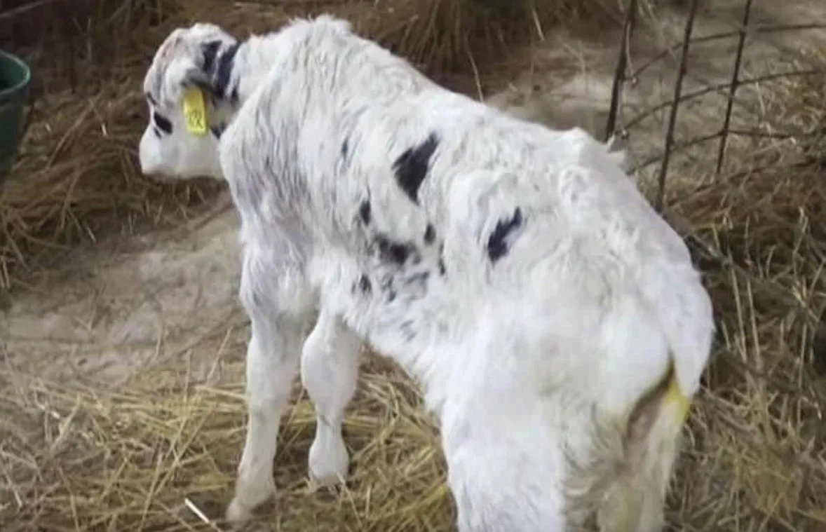 🐄 Колибактериоз у молодняка: болезнь, которая