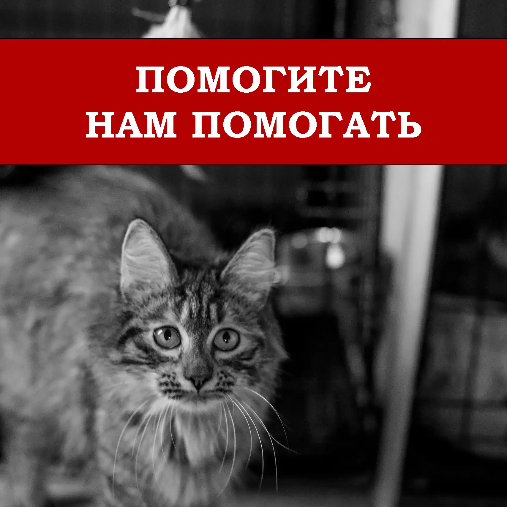 Друзья, нам нужна ваша срочная помощь!
На два дня мы уже задерживаем выплаты зарплат в нашем приюте,