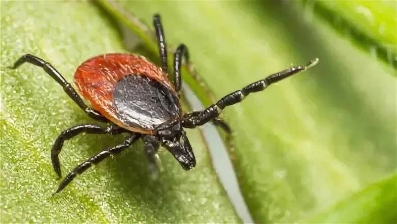 🕷️ Второй пик активности клещей начался в России — он сохранится до заморозков