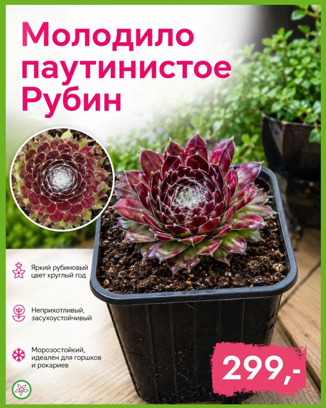 💎🌿✨ «Каменная Роза» для Вашего Декора! Молодило Паутинистое Рубин – Всего 299₽! ✨🌿💎

Молодило Па