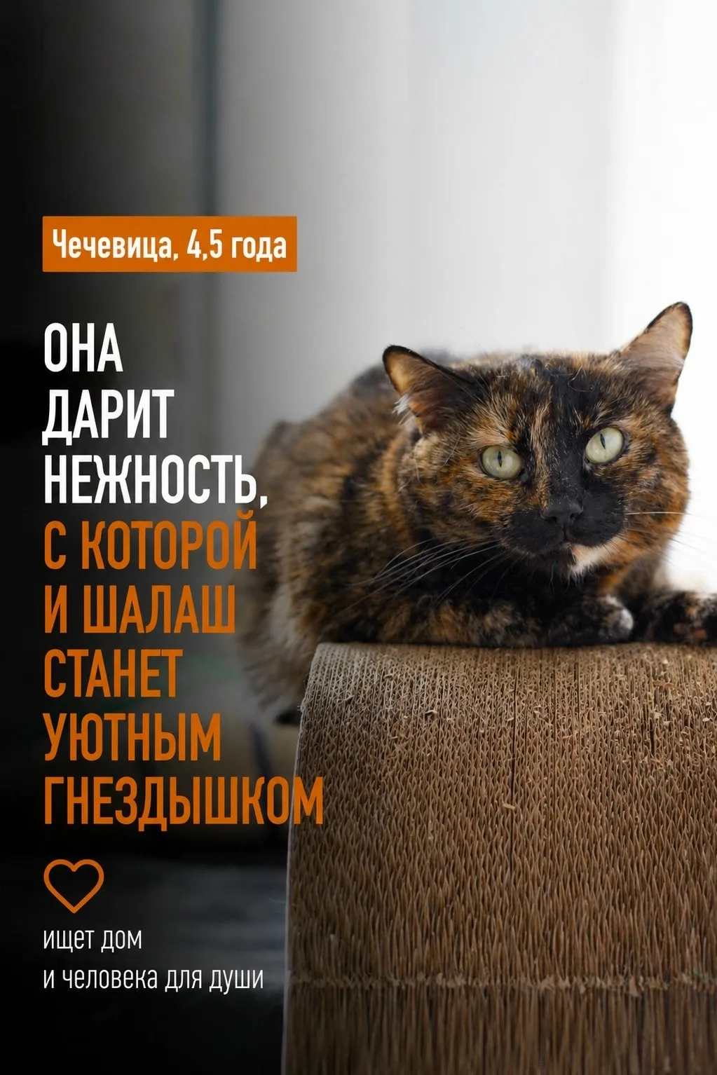 С Чечевицей всё будет по-домашнему.

У Чечевицы есть замечательное свойство: даже просто лежа где-то
