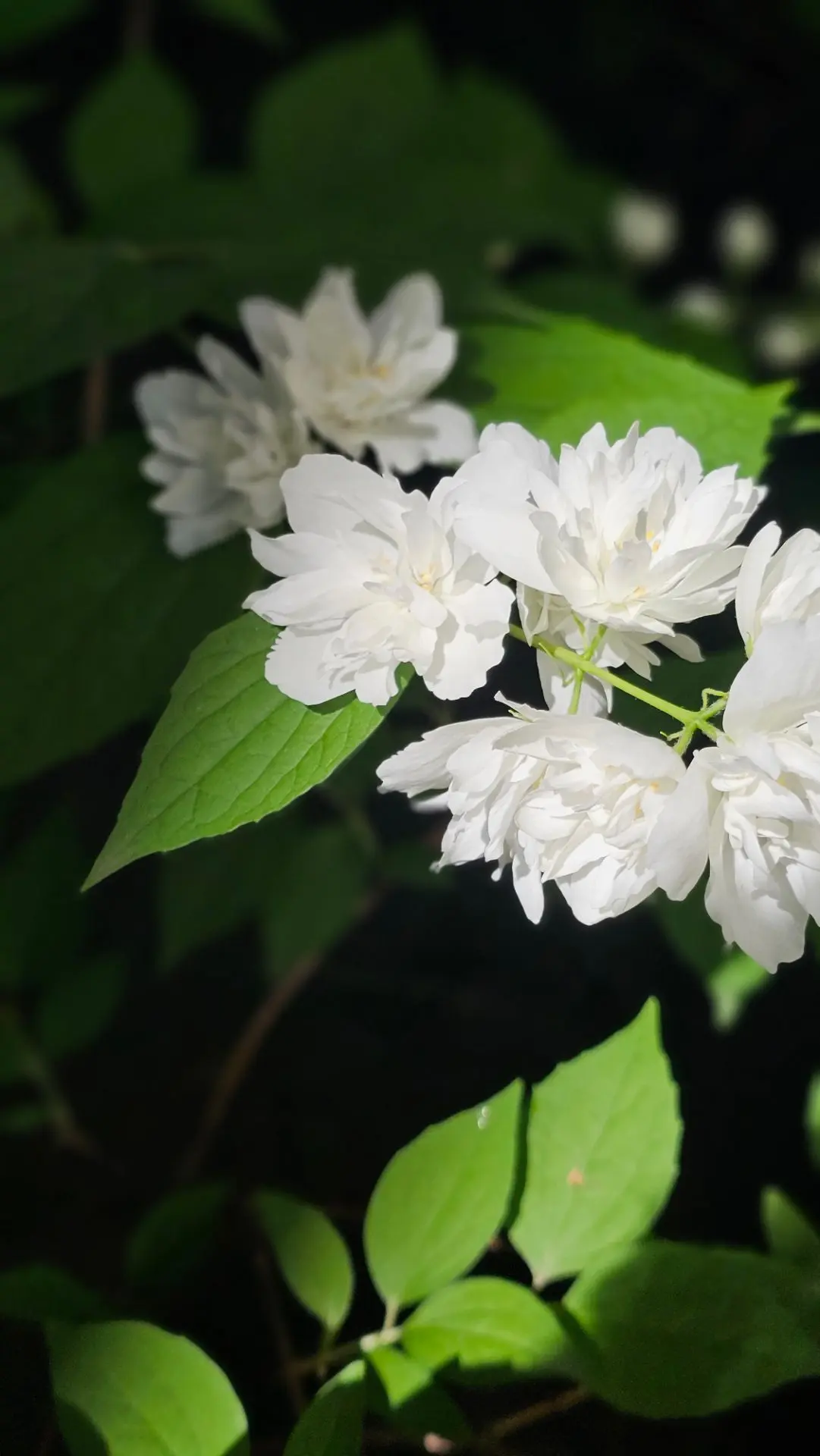 Первый выходной.
Мой садик.
Сегодня целый день провела в саду. Как хорошо 💐