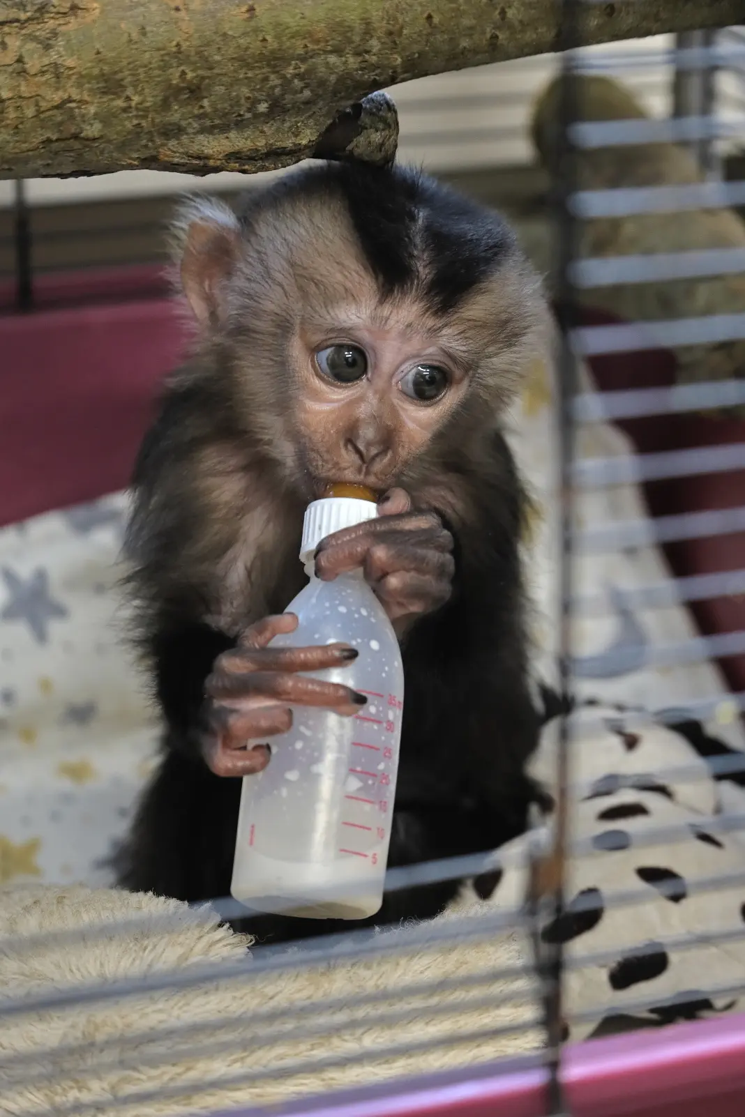 Конкурс на имя для самки вандеру!😍  🐒 22 декабря 2025 года на свет появилась самка вандеру (львинохв