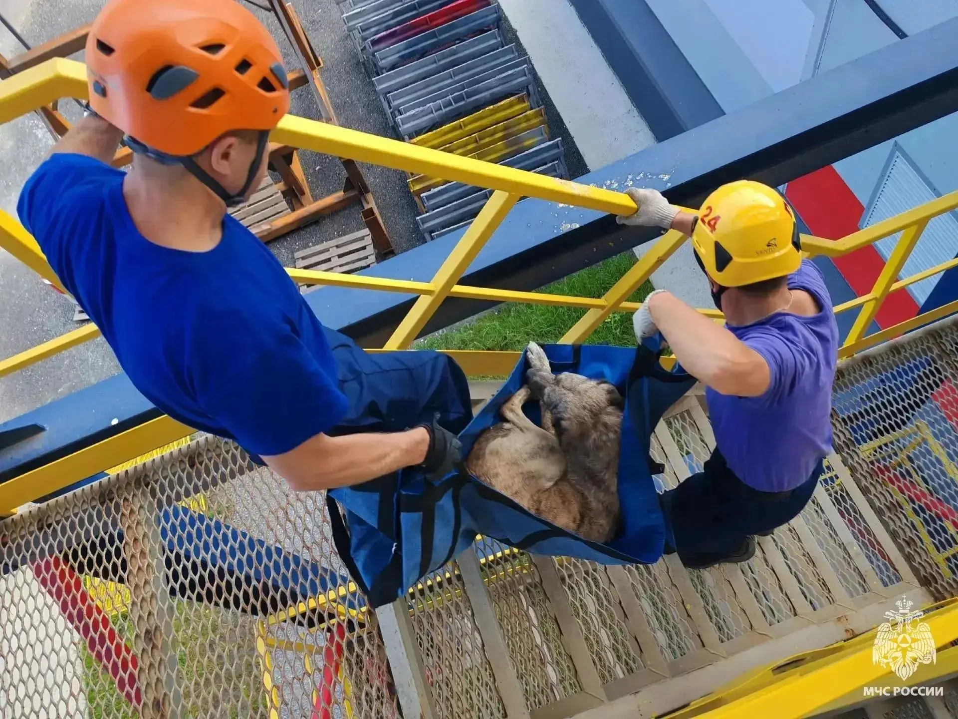 🐶В Орле спасатели сняли забравшуюся на крышу склада собаку
