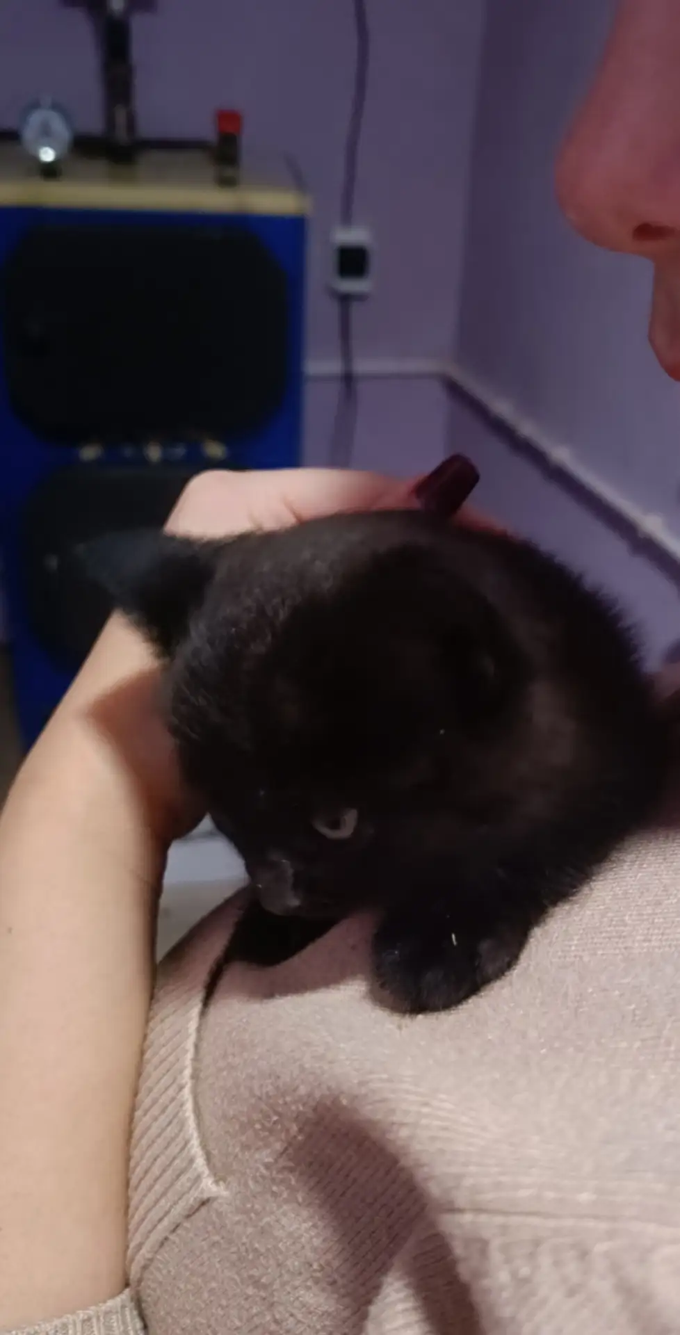 Отдам котёнка девочка