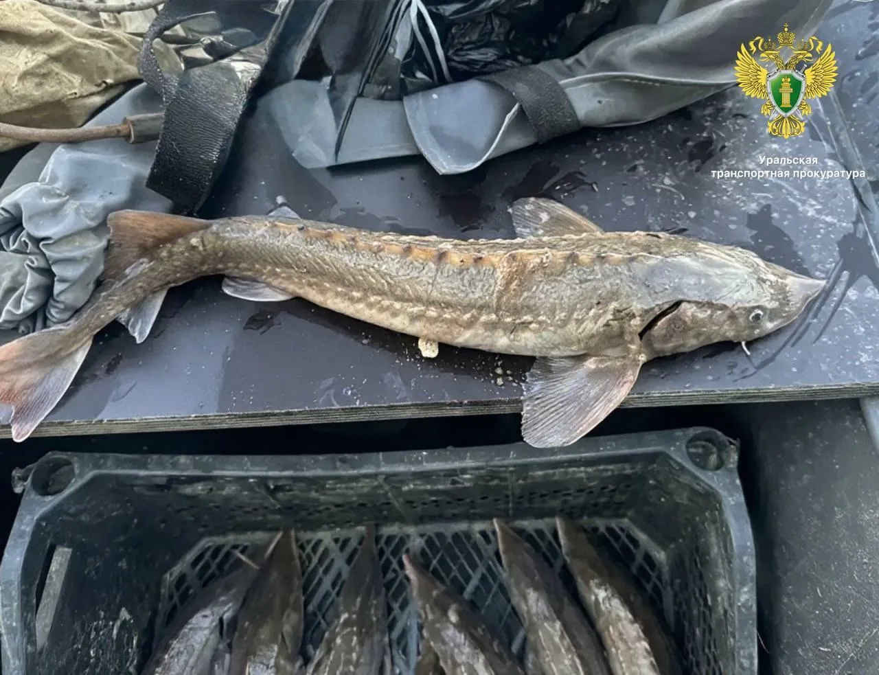 Рыбак из Нижневартовска наловил рыбы на 600 тысяч рублей