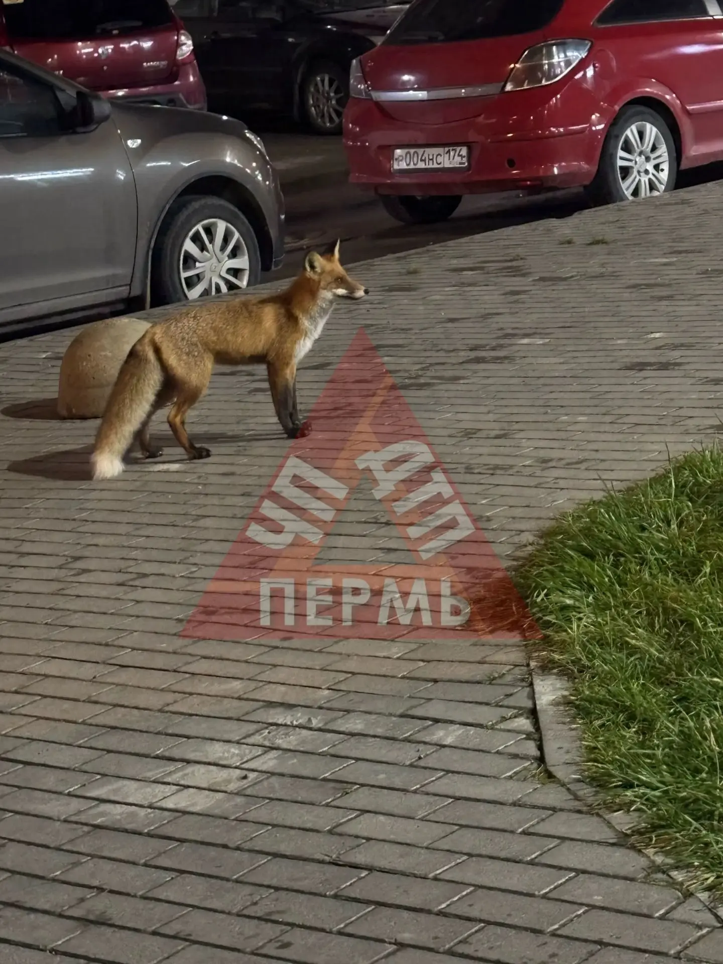 🦊 Лиса в ЖК Медовый ❤️