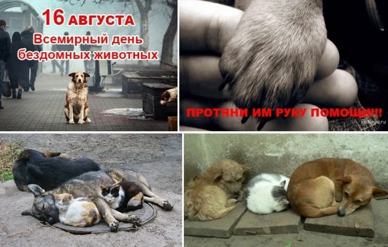 Всемирный день бездомных животных (International Homeless Animals Day) отмечается ежего...