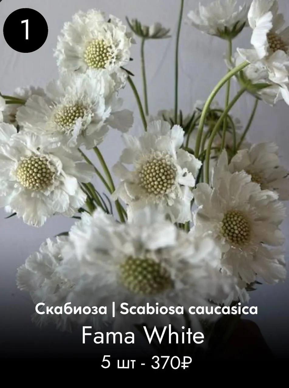 СКАБИОЗА
Многолетник/От 60 см

цена указана без учета скидки 20%

ЗАКАЗАТЬ