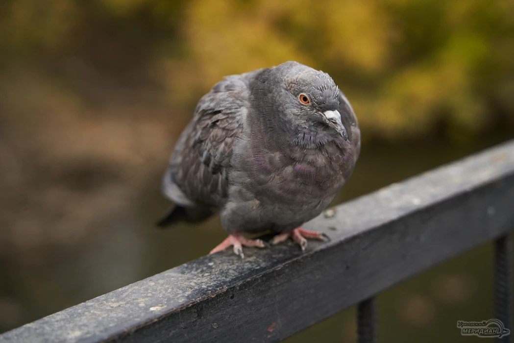🐦 В Екатеринбурге предложили ограничить кормление голубей.