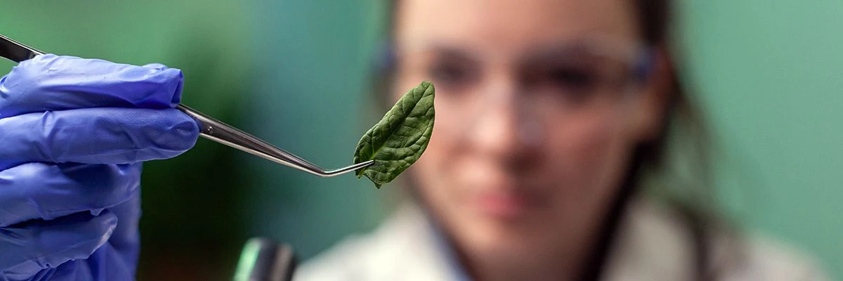 Фуд-сайентисты или кто создает еду будущего

Растительное мясо, банановое молоко и продукты из насек