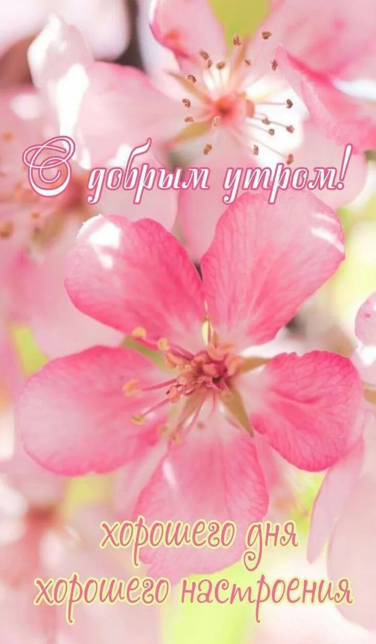 🌸🌿💛🌸🌿💛🌸🌿💛