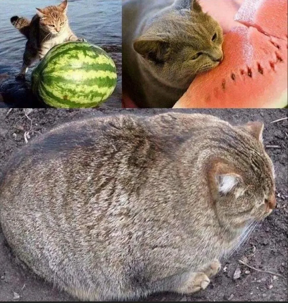 🍉 Брянск, внимание! Сколько арбуза можно съесть без вреда для здоровья?

Друзья, пока на наших рынк