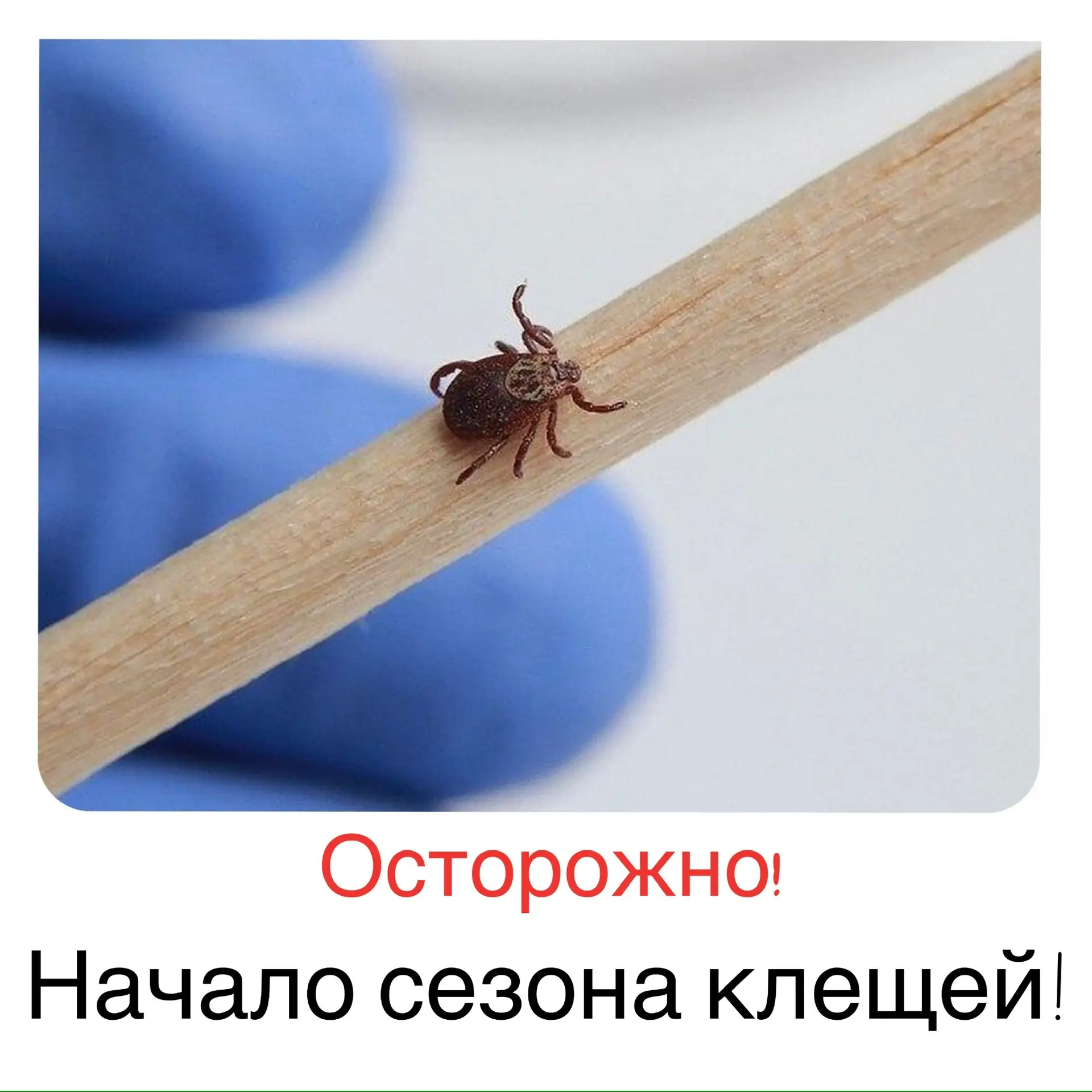 ❗️В Югре уже зафиксированы первые укусы клещей, поэтому спешим напомнить о важности про...