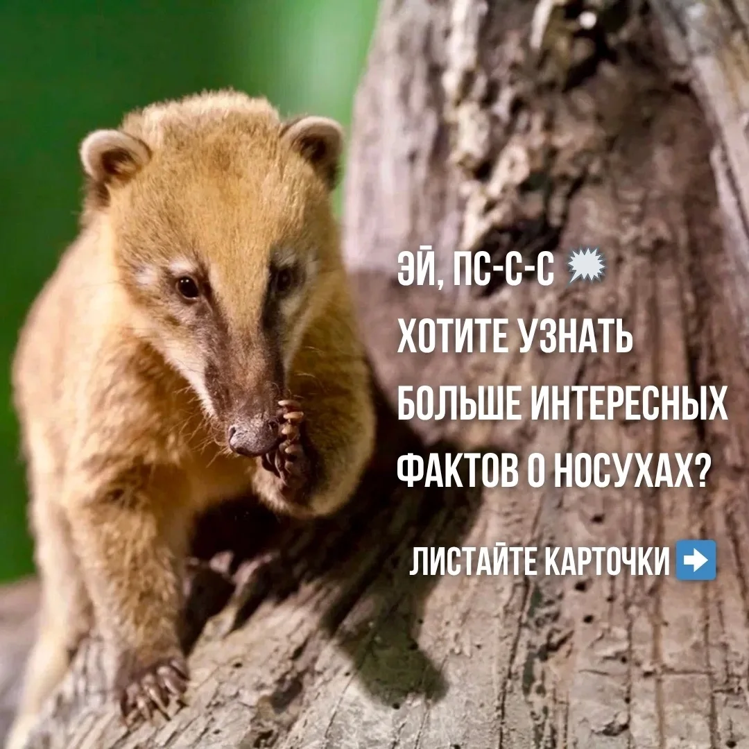 Тот случай, когда умение "задирать" нос – твоя работа 👌

Да, именно так, ведь носухи настоящие иссл