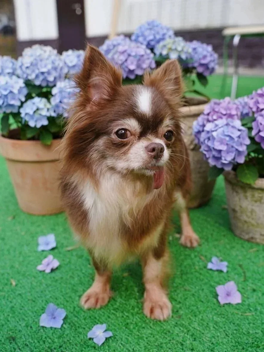 Ищет дом нежное чудо Сакура, приезжайте  в Домик Мелкашей Балашиха! 🐶✨    Москва и МО  Меня зовут Са