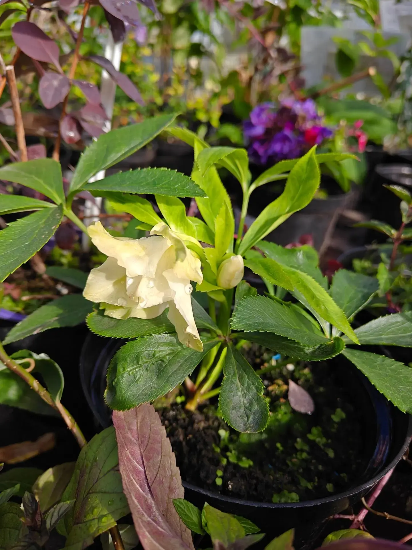 🌼Морозник решил удивить нас осенним цветением.🌼 Этот экземпляр уже забронирован, но в...