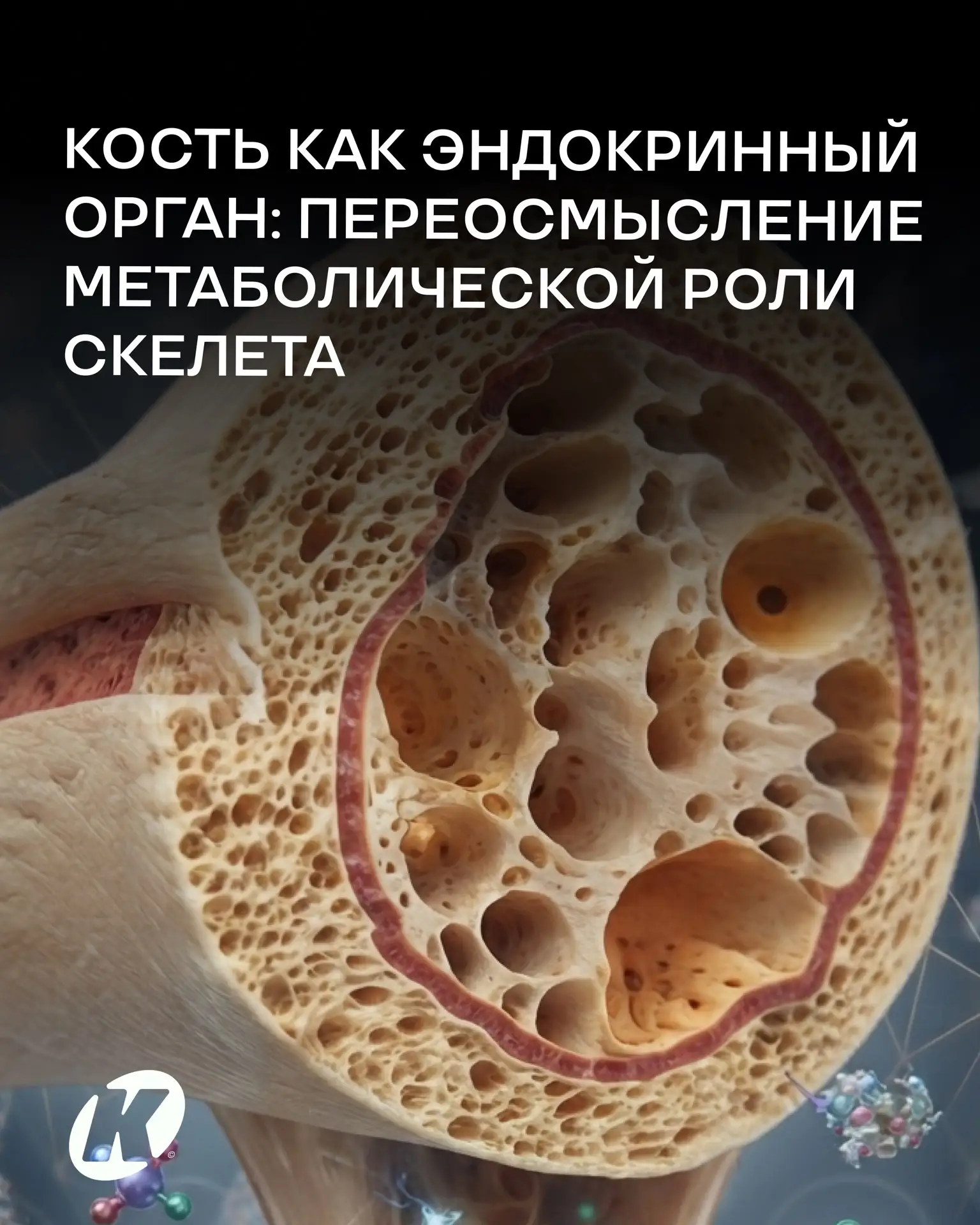 Мы привыкли рассматривать костную ткань исключительно как каркас, орган опоры и движени...