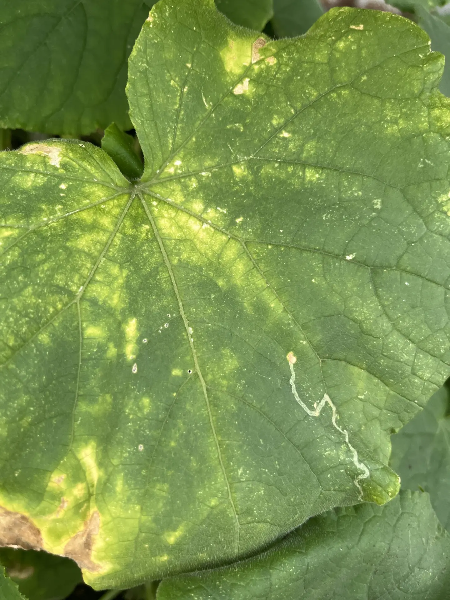 🕷️ ПАУТИННЫЙ КЛЕЩ АТАКУЕТ

В сухую жару клещ плодится с космической скоростью. Огородники сейчас в 