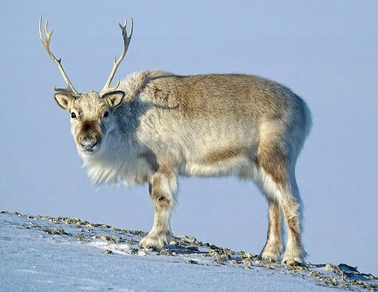 🦌 Северные олени видят ультрафиолет

В Арктике почти всё белое. Волки, медведи и даже люди в белых 
