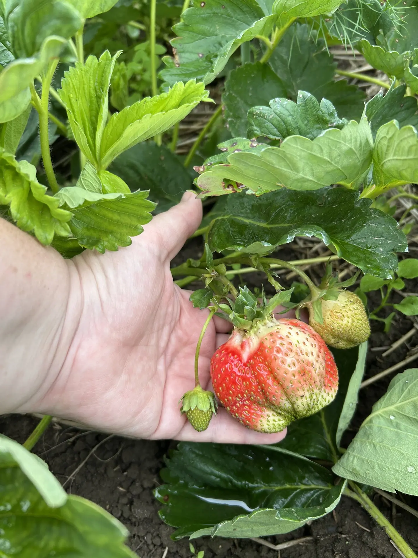 Матерна клубника 🍓🤭

Хороших , солнечных и спокойных нам выходных!