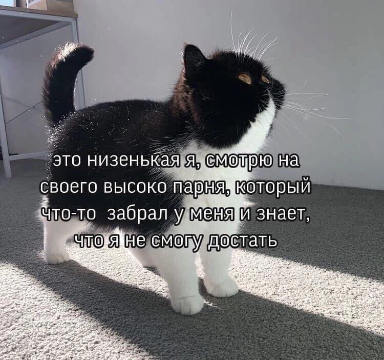 Изображение 1 к публикации «мемы про котов»