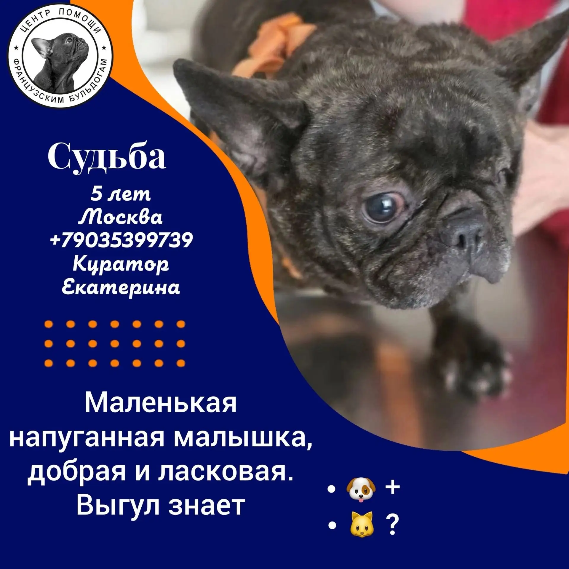 Ищет дом Судьба (Соня): одноглазый командир с нежнейшим сердцем 🖤