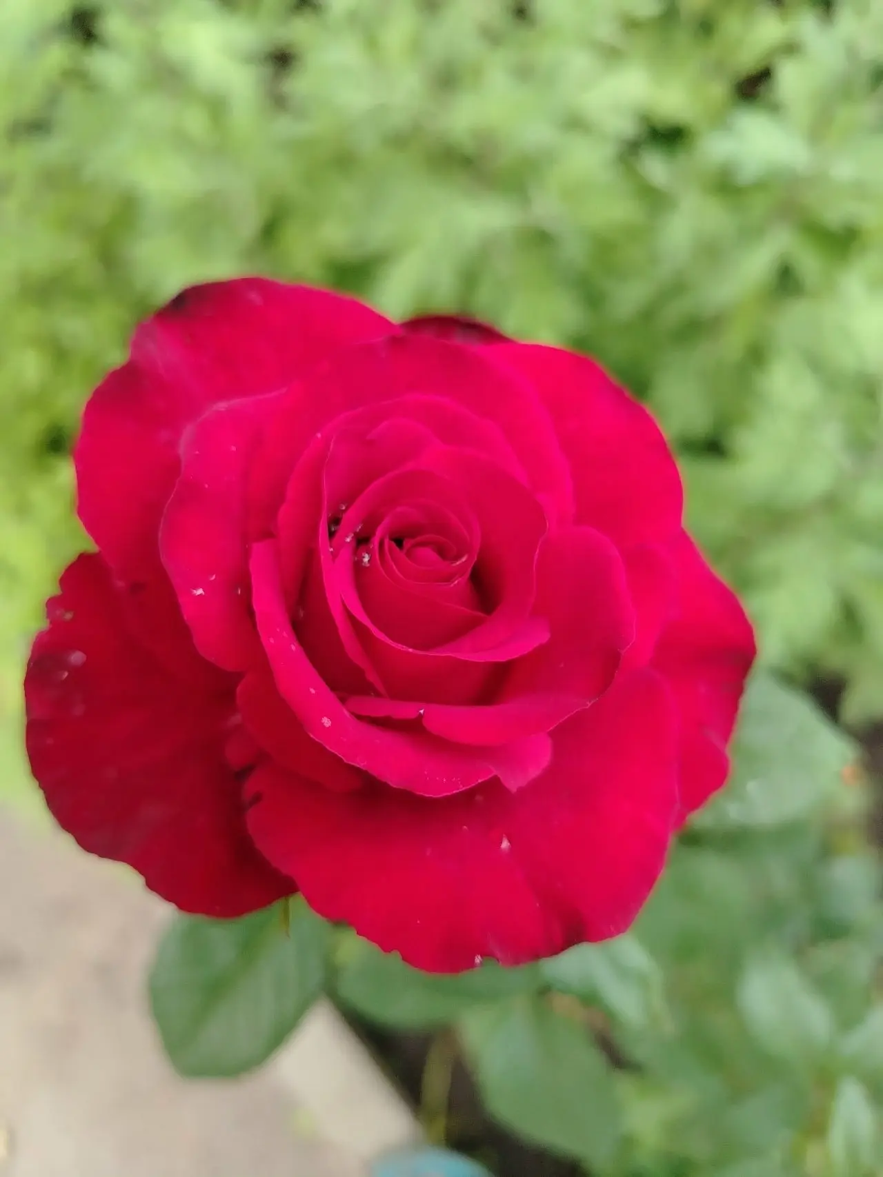 🌹 Летнего настроения в вашу ленту!

Пусть этот день подарит вам больше улыбок, приятных моментов, д