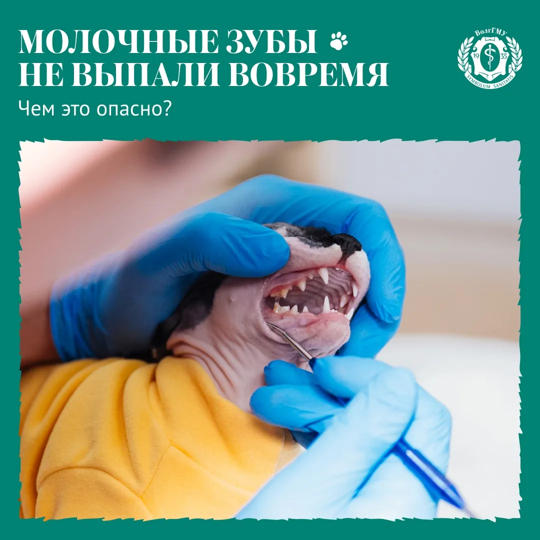 ⚡️Если у щенка или котенка молочный зуб не выпал вовремя, а постоянный уже начал расти, два зуба одн