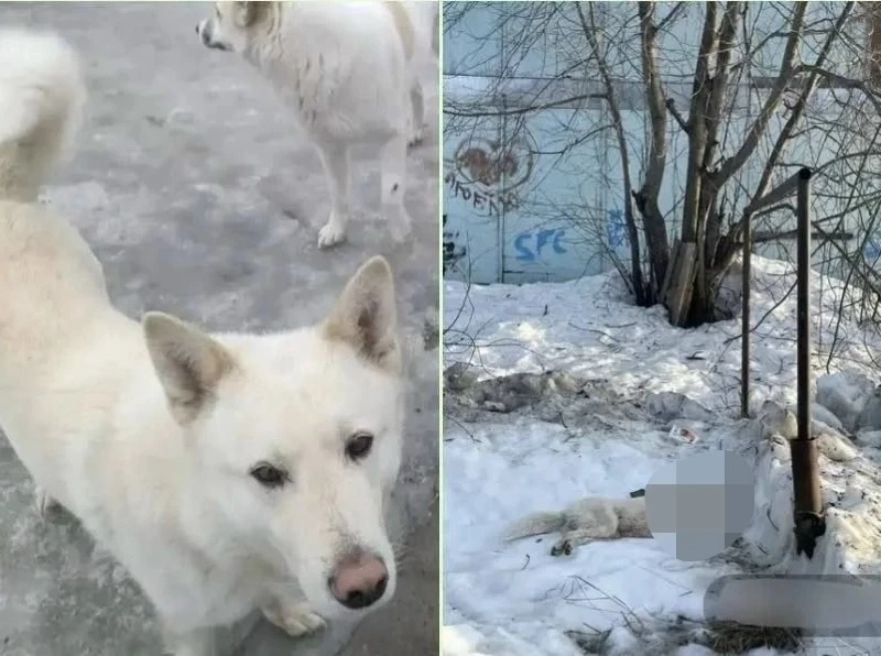 ⚡️В Пойковском обесточили линию электропередач, из-за которой погибла собака  Администрация поселка 